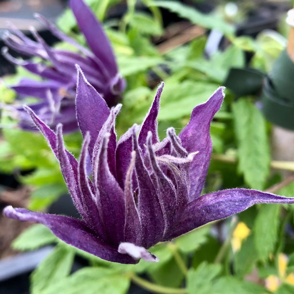 Waldrebe Spiky - Clematis