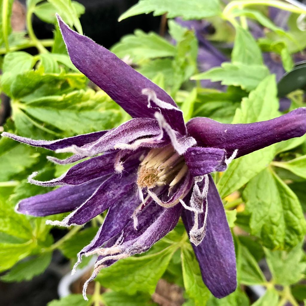 Waldrebe Spiky - Clematis