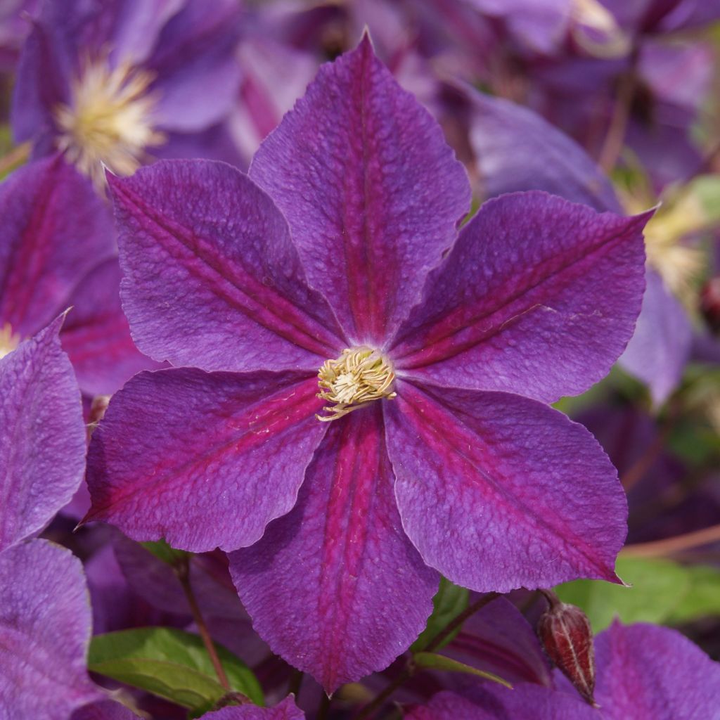 Waldrebe Star of India - Clematis