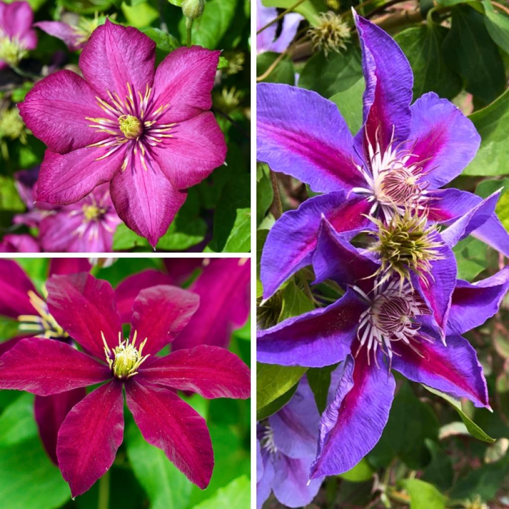 Waldrebe Mix - Clematis