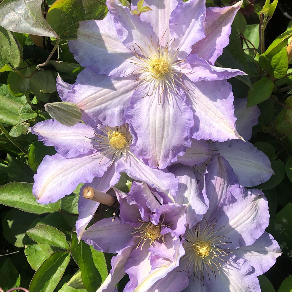 Waldrebe Thyrislund - Clematis