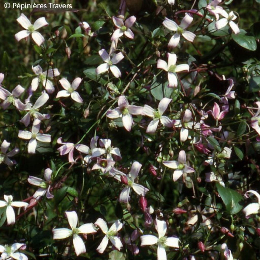 Clematis triternata Tranquility - Waldrebe