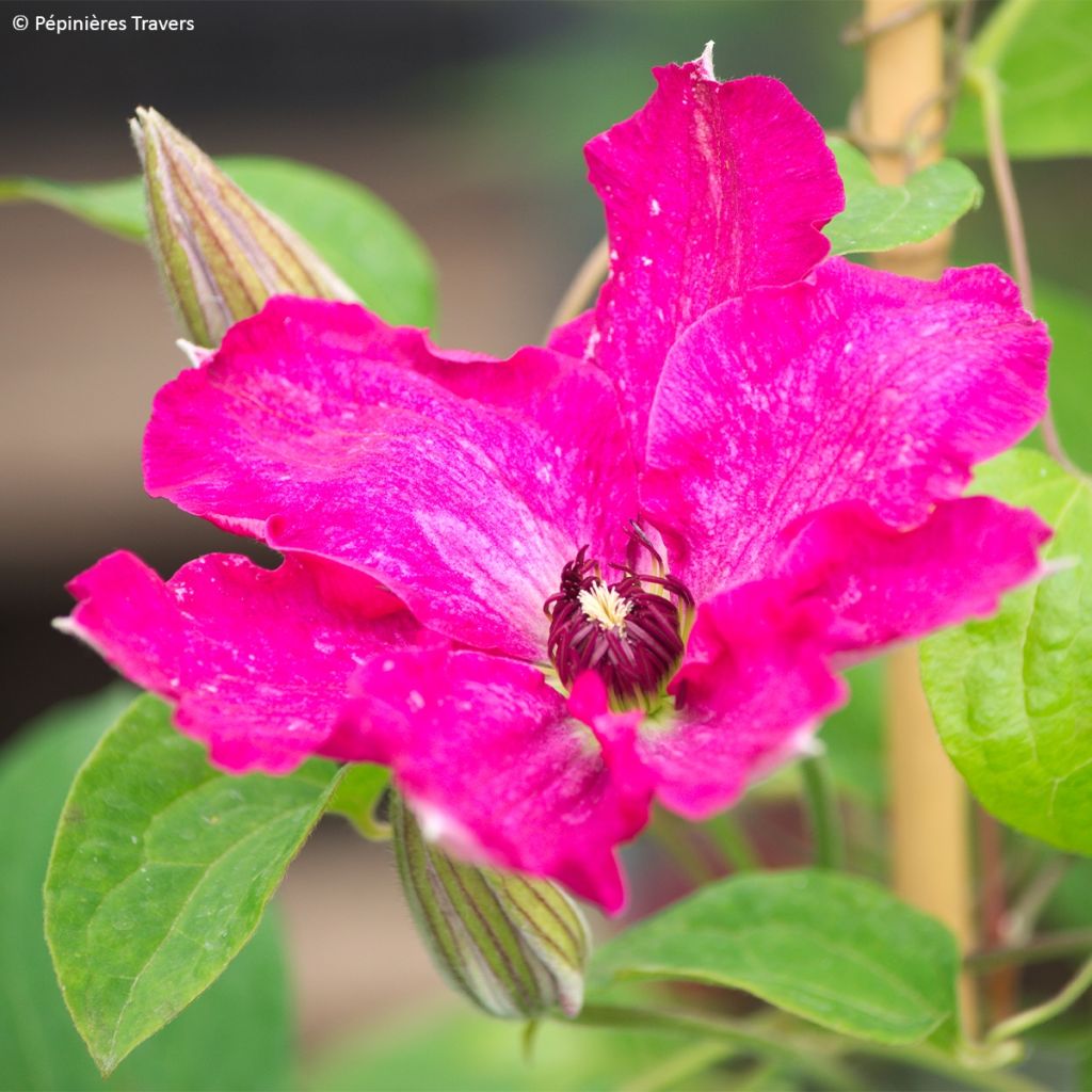 Waldrebe Viva Polonia - Clematis