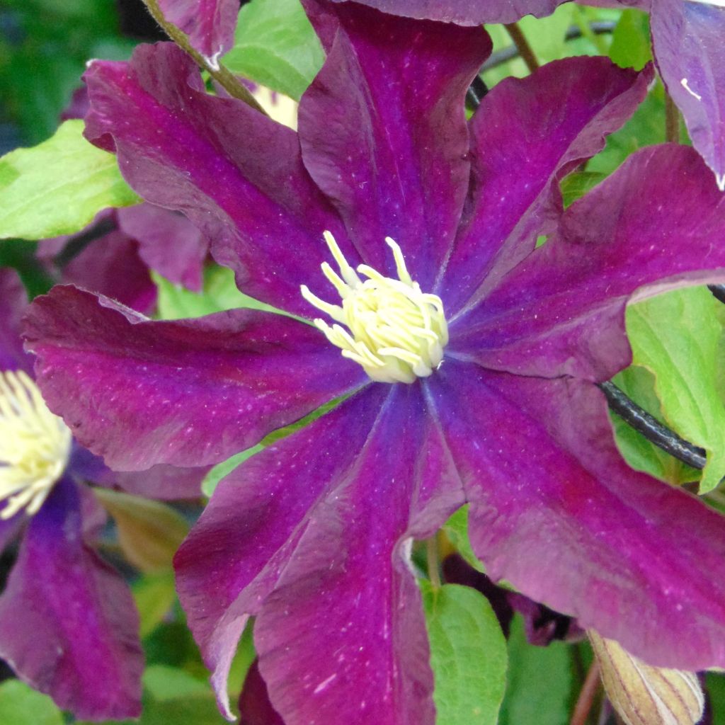 Clématite - Clematis Warszawska Nike