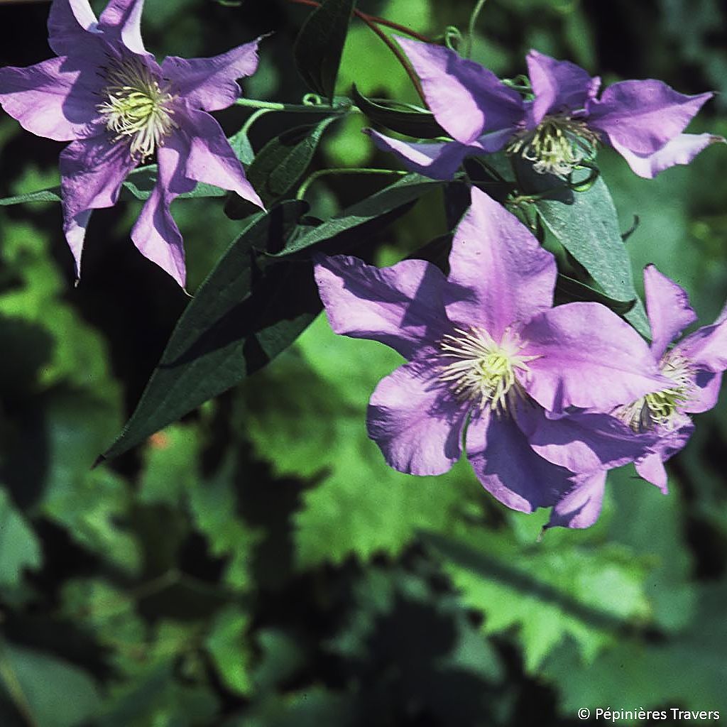 Clématite - Clematis Will Goodwin