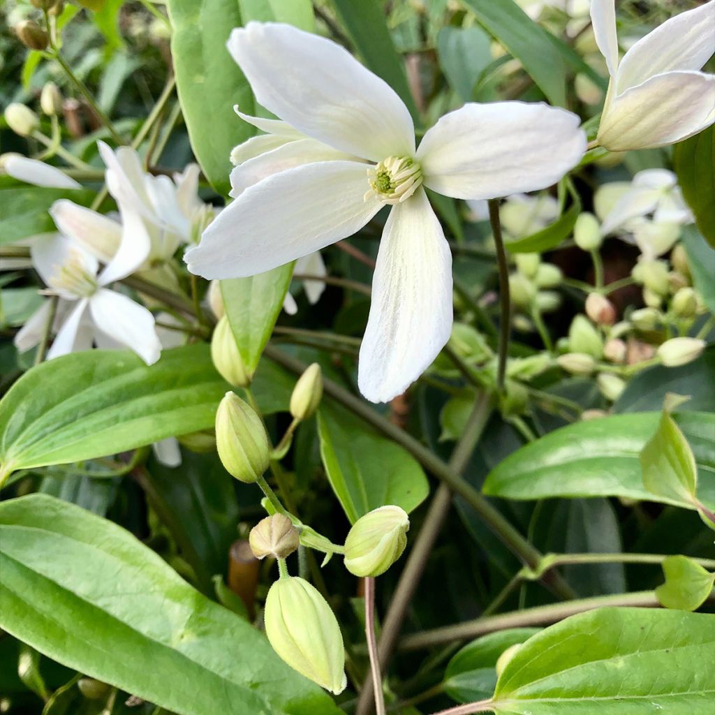 Clématite - Clematis armandii