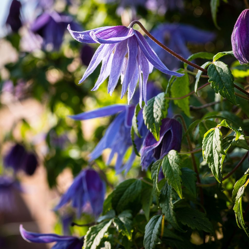 Clematis macropetala - Waldrebe