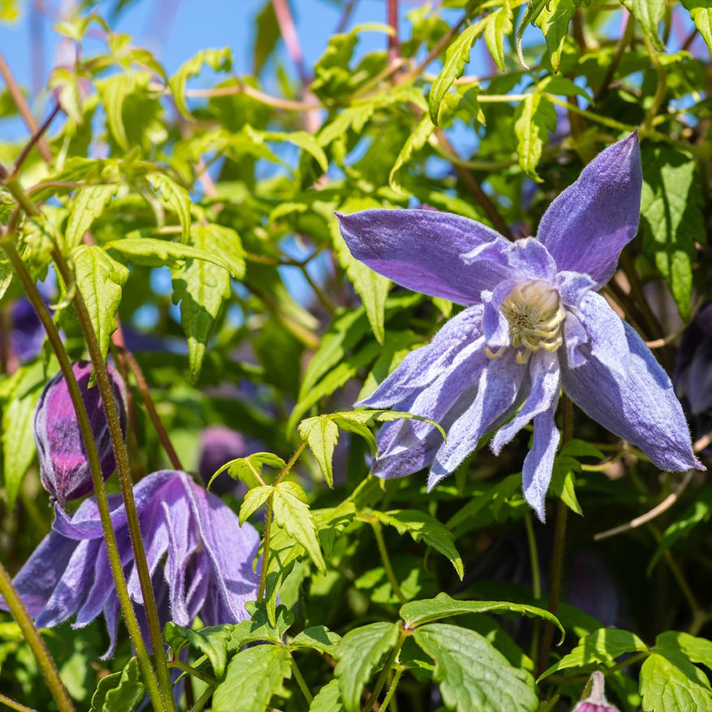 Clématite macropetala - Clematis macropetala