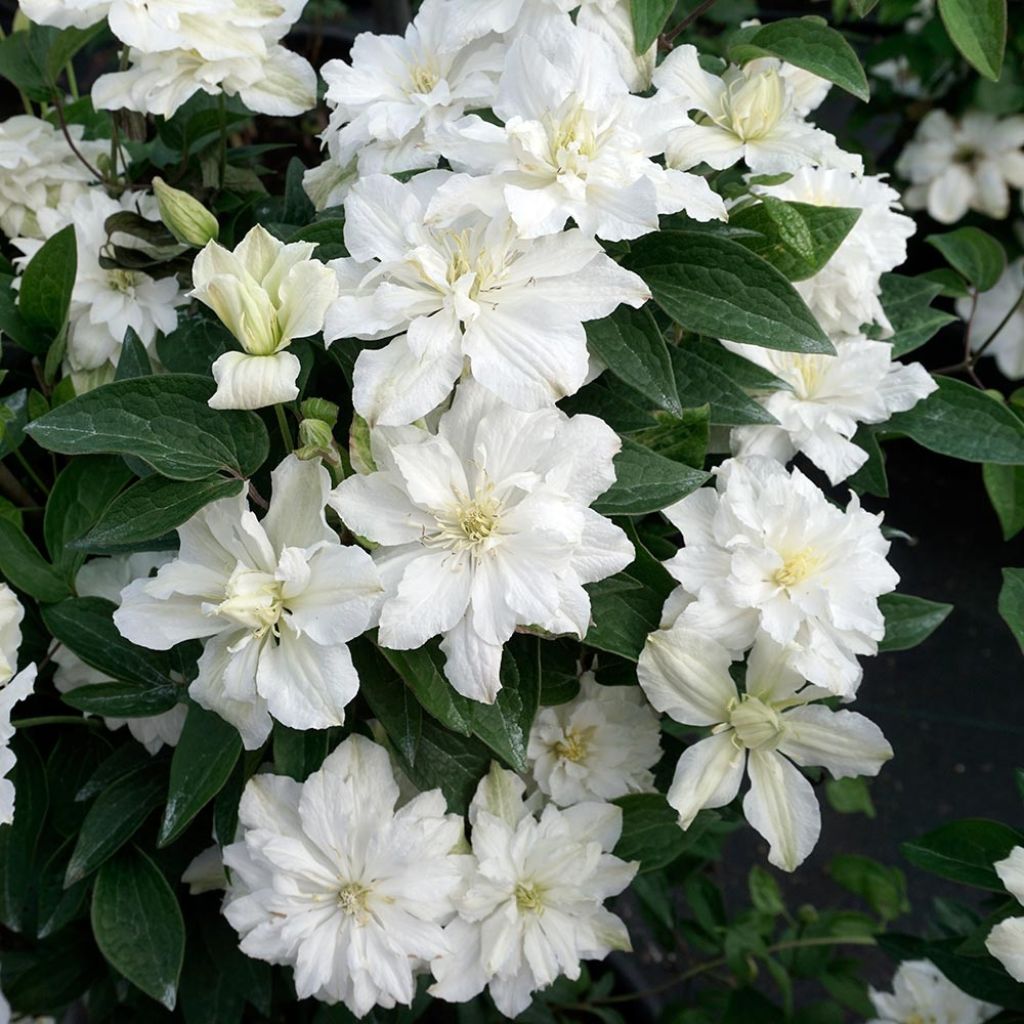 Waldrebe White Arabella - Clematis