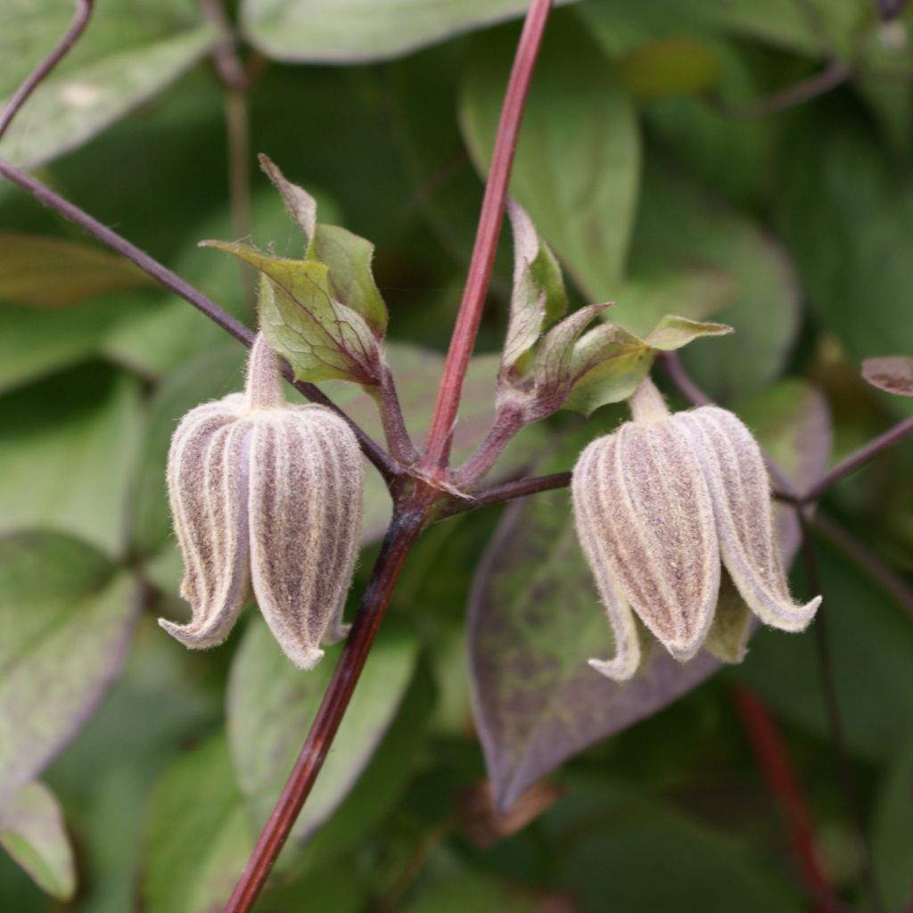 Clematis fusca - Waldrebe