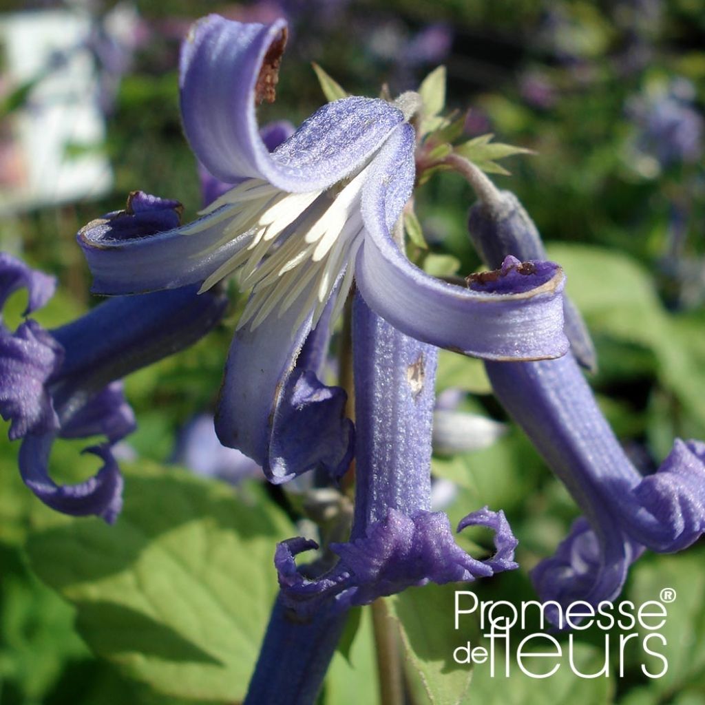 Clematis heracleifolia Côte d'Azur - Stauden-Waldrebe