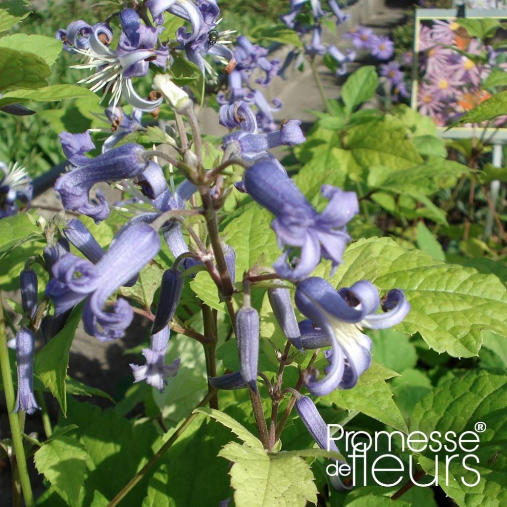 Clematis heracleifolia Côte d'Azur