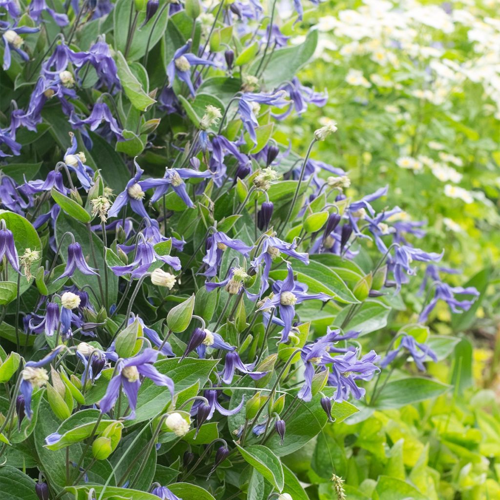 Clématite integrifolia - Clematis integrifolia Blue Boy livré en hauteur 60 cm en pot de 1,5l/2l