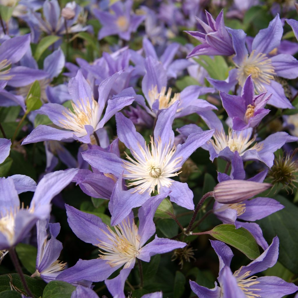 Clematis integrifolia Blue River - Stauden-Waldrebe