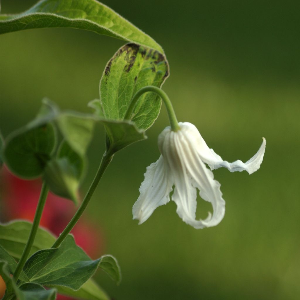 Clematis integrifolia Hakuree - Stauden-Waldrebe