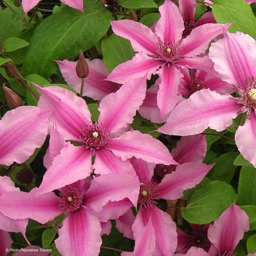 Clematis integrifolia Saphyra Duo Rose - Stauden-Waldrebe