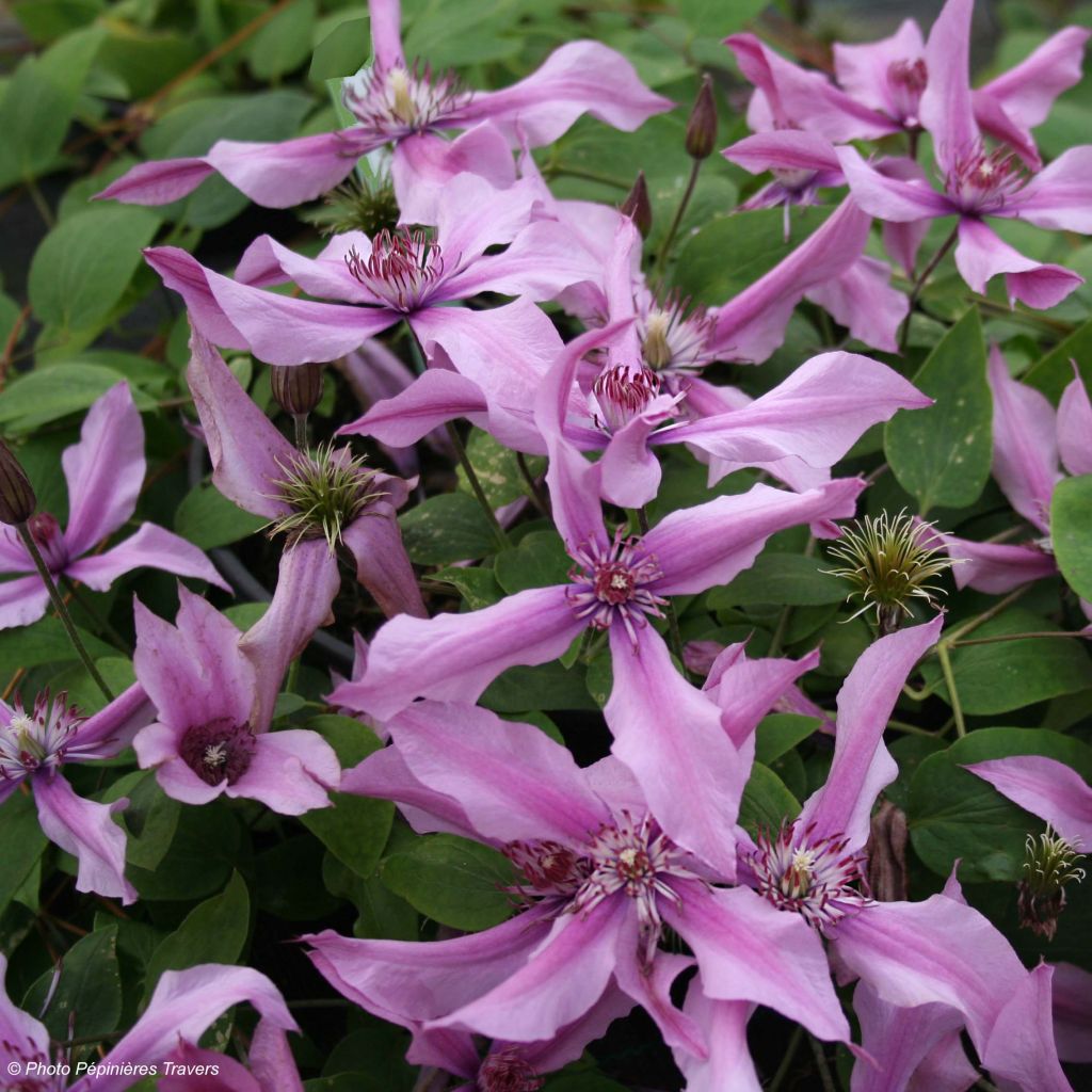 Clématite - Cematis integrifolia Saphyra Duo Rose