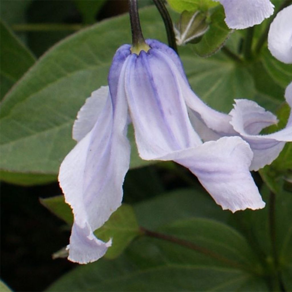 Clematite - Clematis integrifolia Twinckle® Zotwi