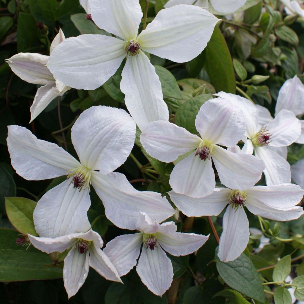 Clematis jackmanii Forever Friends - Waldrebe