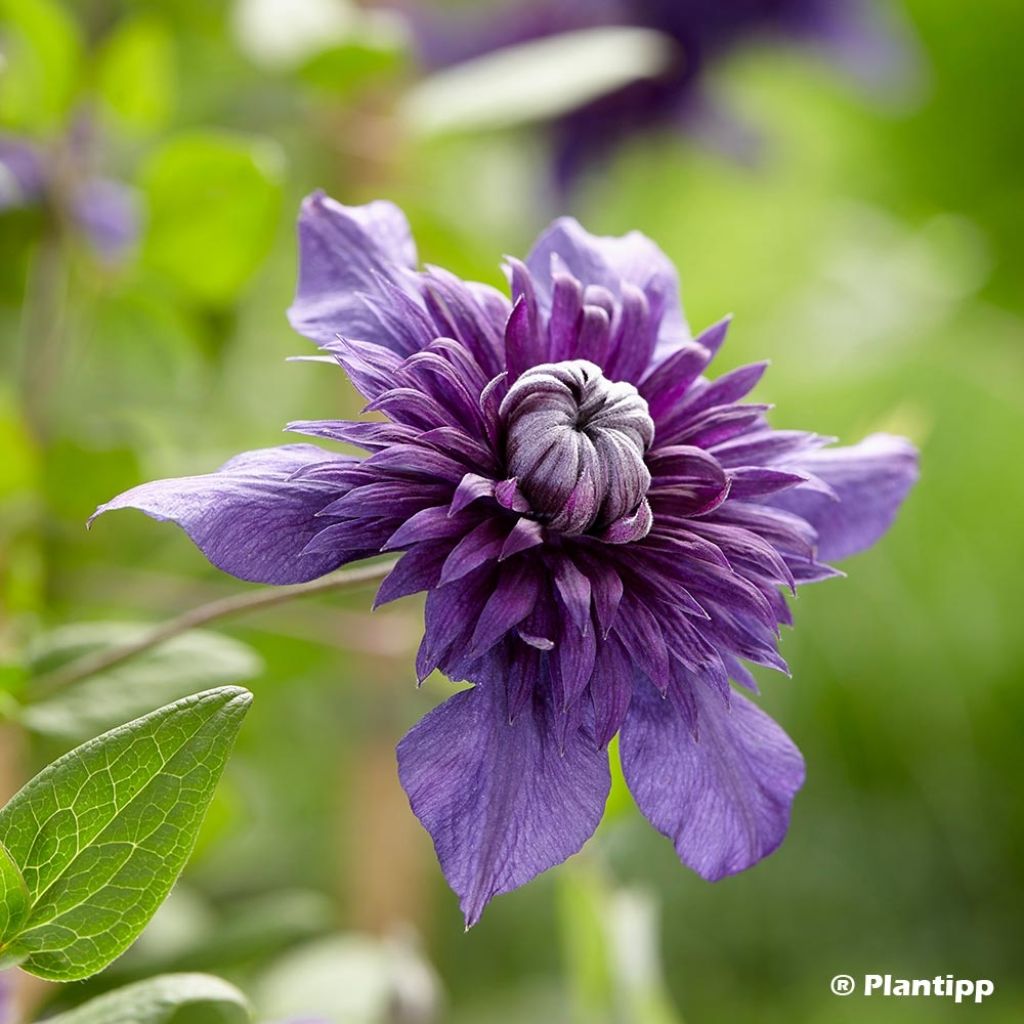 Waldrebe Kokonoe - Clematis