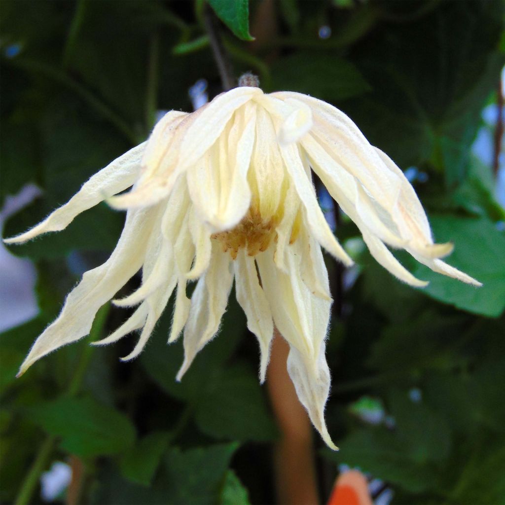 Clématite - Clematis koreana Amber