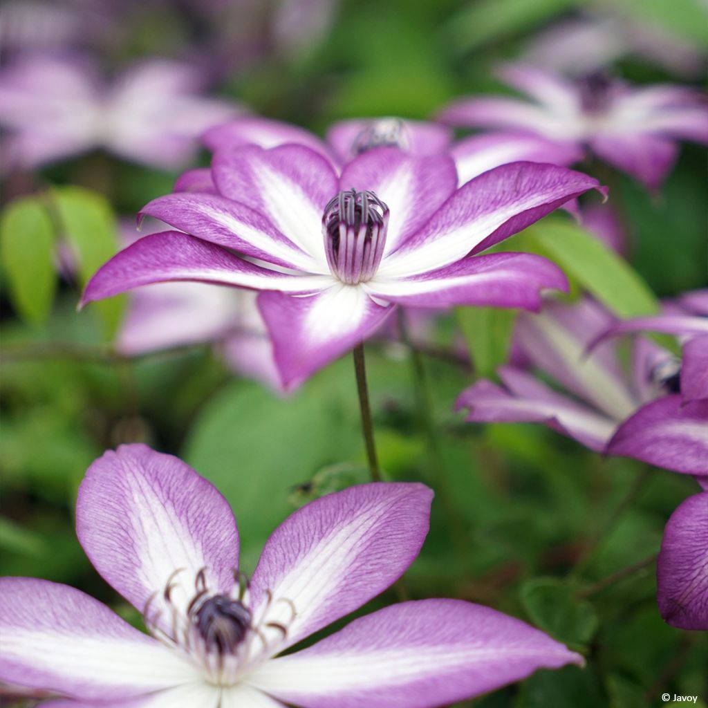 Waldrebe Lavallée n°1 - Clematis