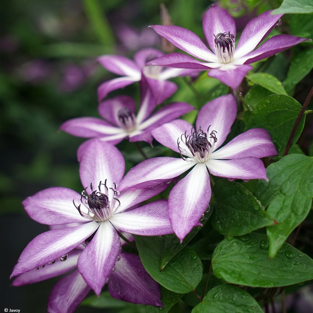 Waldrebe Lavallée n°1 - Clematis