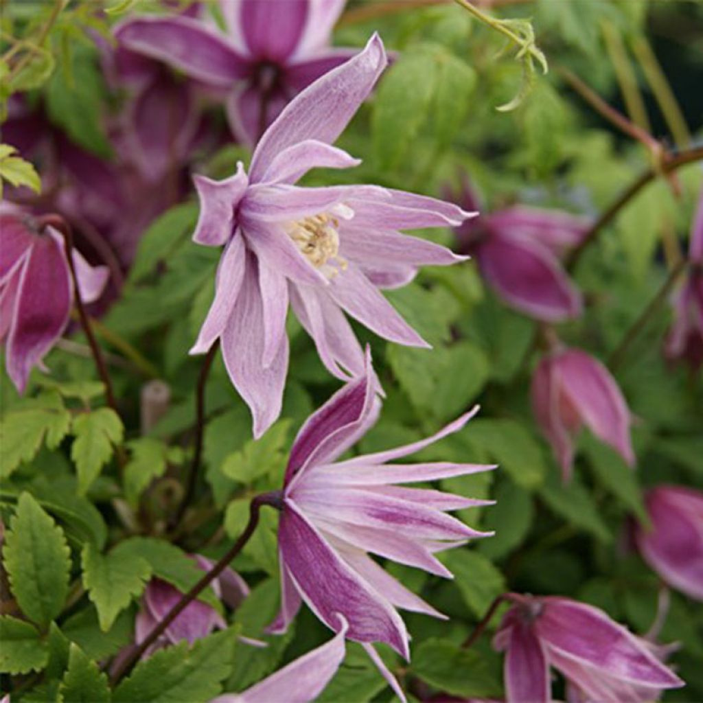 Waldrebe macropetala Markham's Pink - Clematis