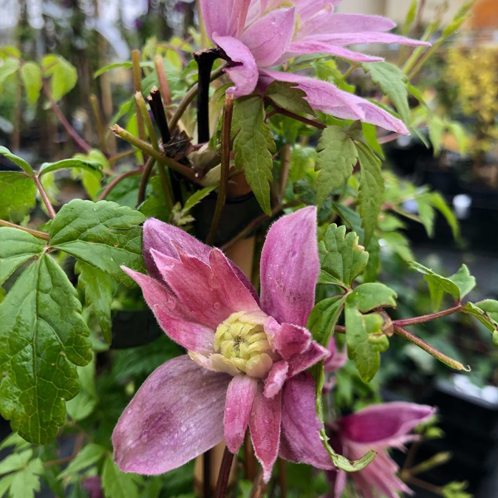 Clématite - Clematis macropetala Markham's Pink