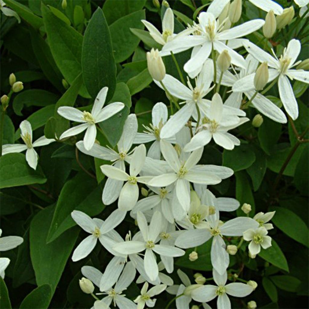 Clématite - Clematis mandshurica