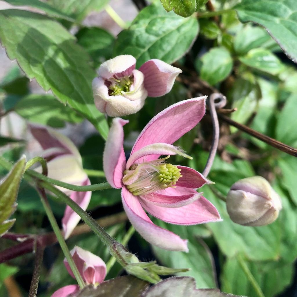 Clématite - Clematis montana Broughton Star