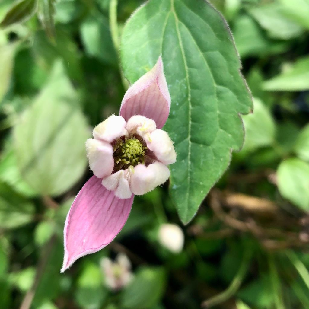 Clématite - Clematis montana Broughton Star