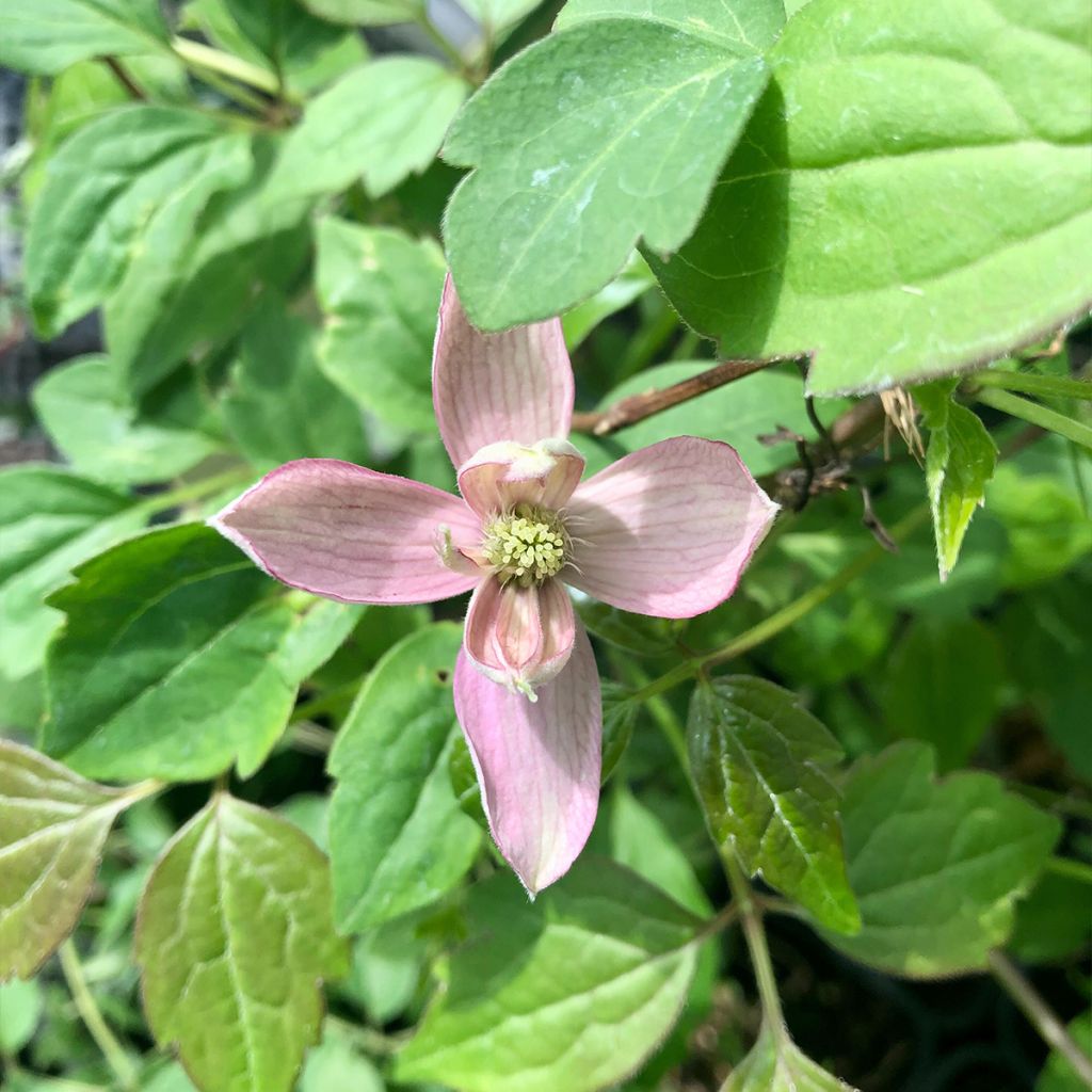 Clématite - Clematis montana Broughton Star