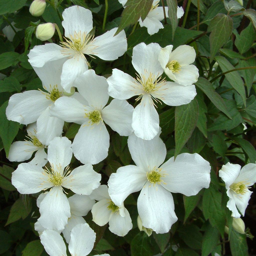 Clématite - Clematis montana Grandiflora