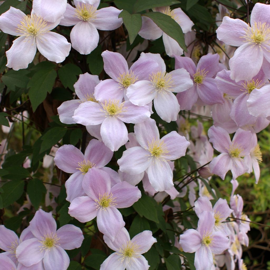 Waldrebe Pink Perfection - Clematis