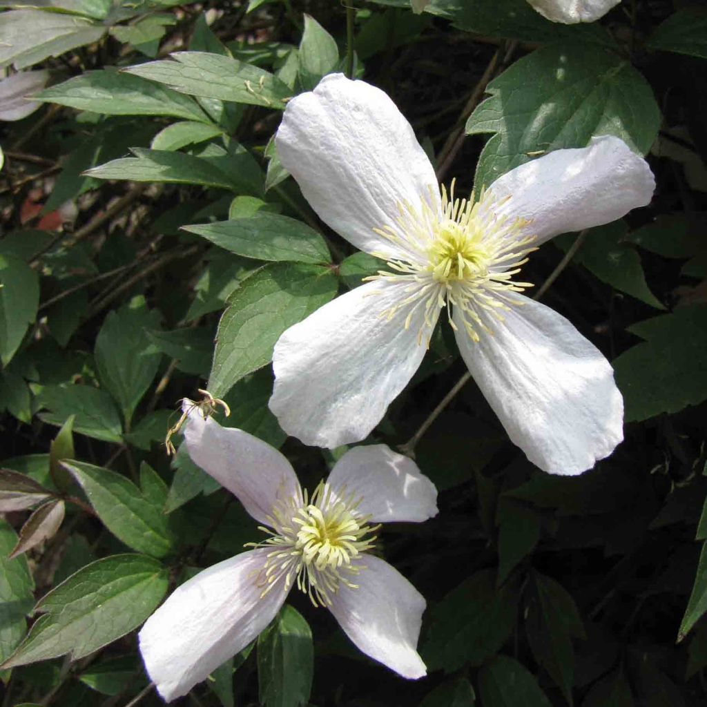 Clematis montana Rubens - Berg-Waldrebe