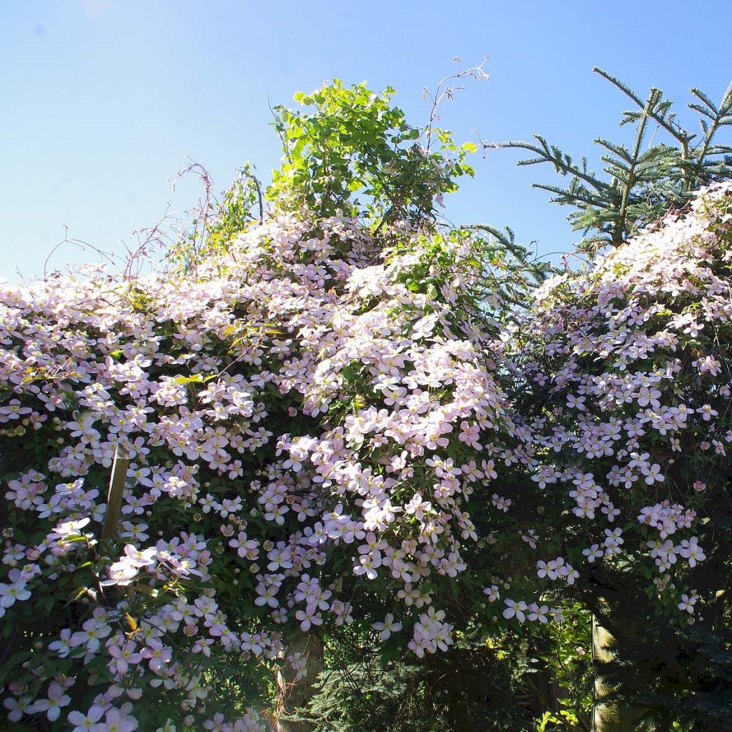 Clematis montana Rubens - Berg-Waldrebe