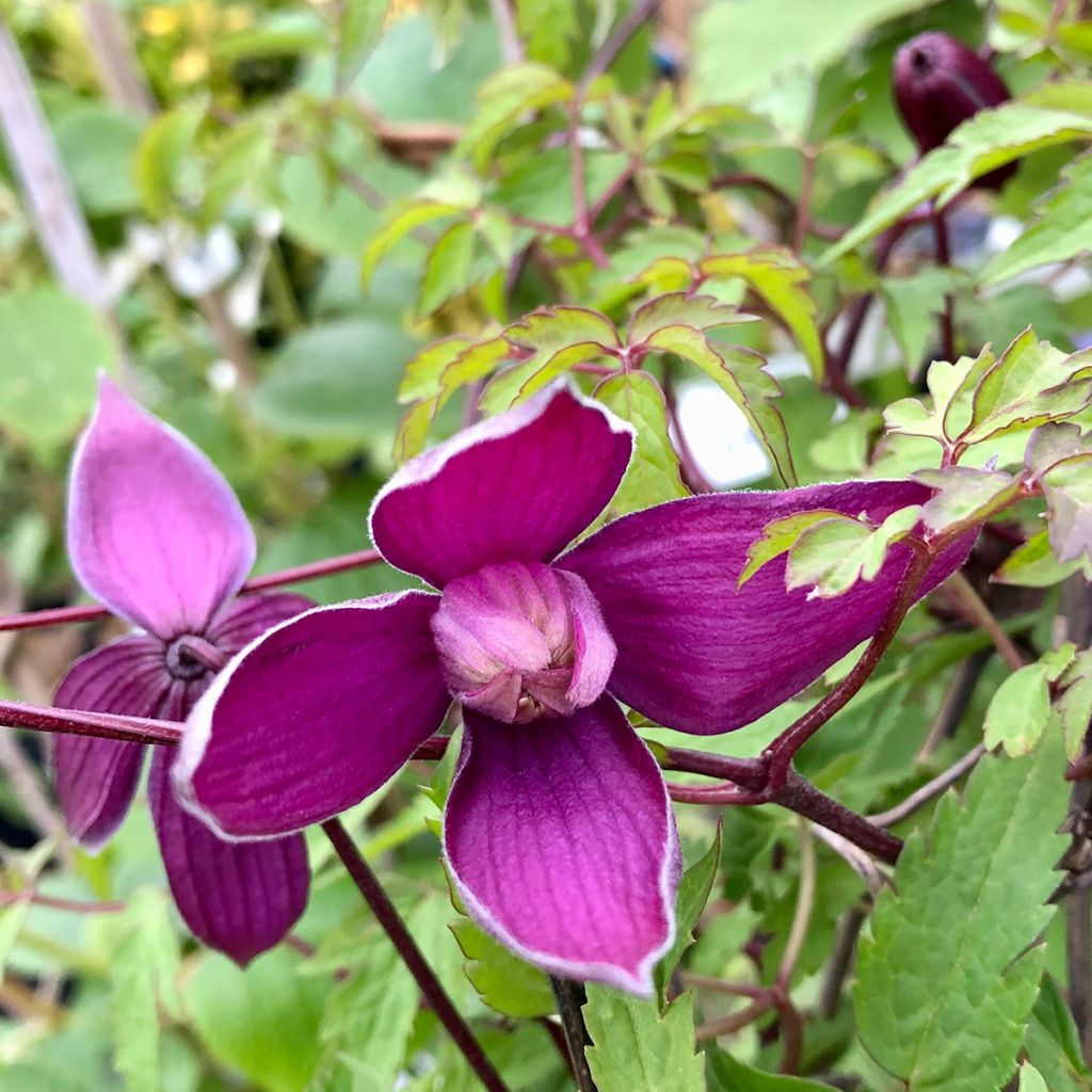 Clématite - Clematis ochroleuca (alpina) Tage Lundell