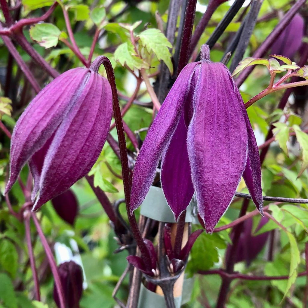 Clématite - Clematis ochroleuca (alpina) Tage Lundell