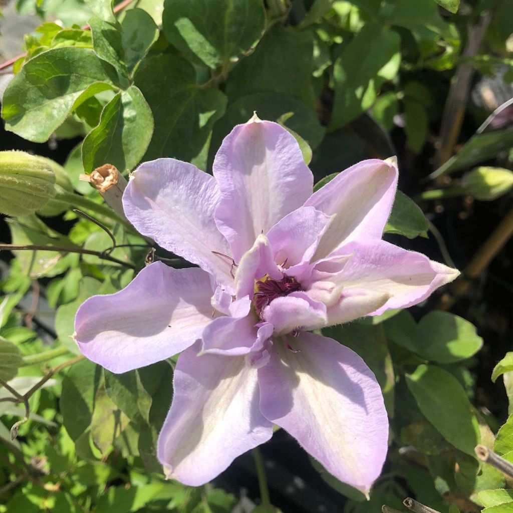 Clématite - Clematis patens Mandy