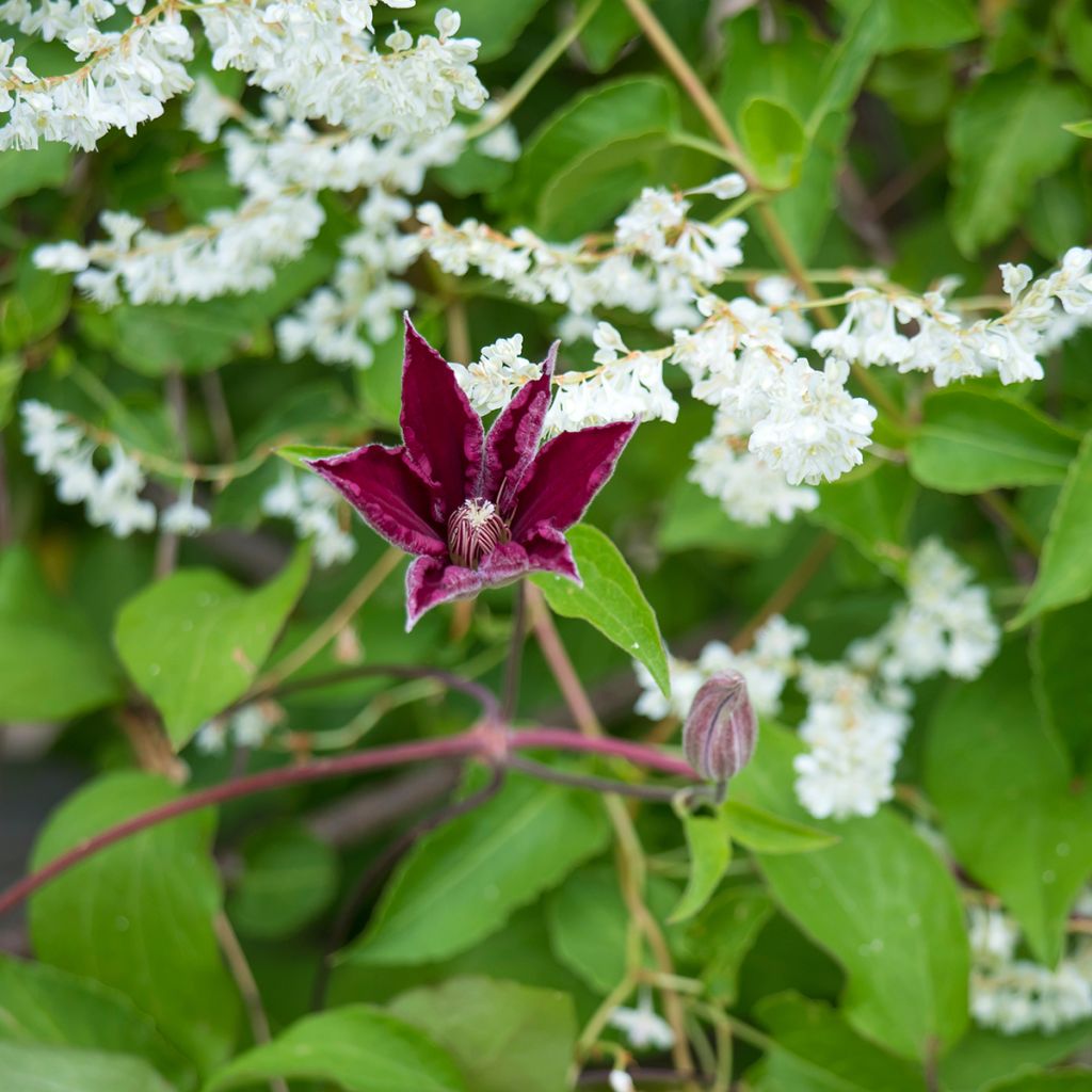 Waldrebe Rouge Cardinal - Clematis