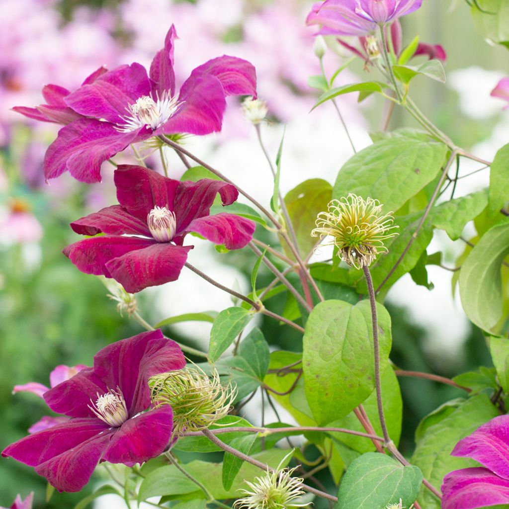 Waldrebe Rouge Cardinal - Clematis