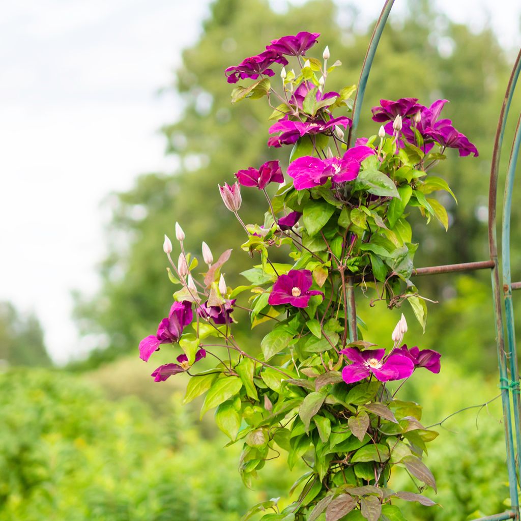 Waldrebe Rouge Cardinal - Clematis