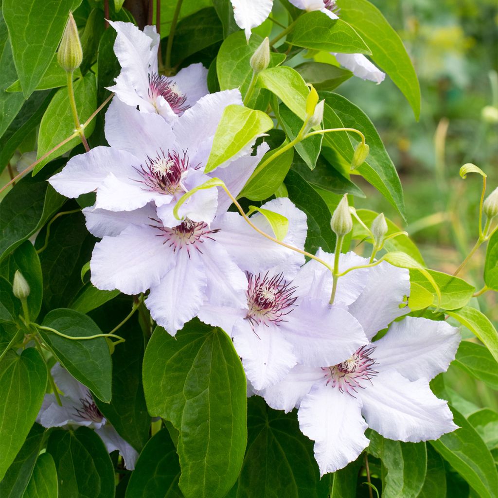 Waldrebe Snow Queen - Clematis