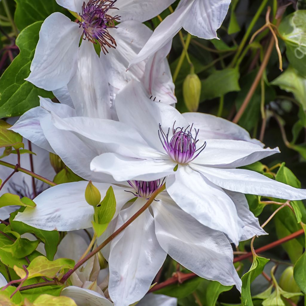 Waldrebe Snow Queen - Clematis