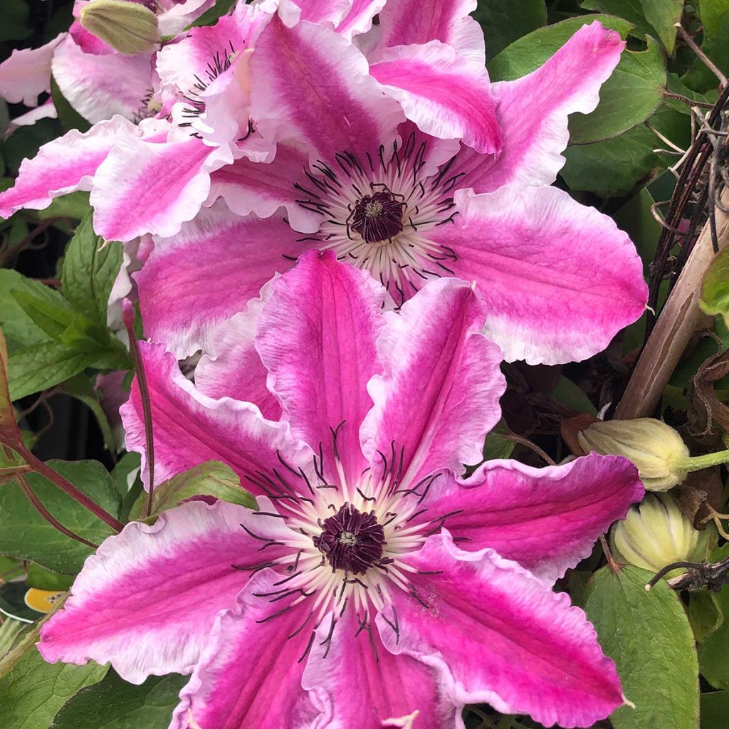 Waldrebe Souvenir du Capitaine Thuilleaux - Clematis