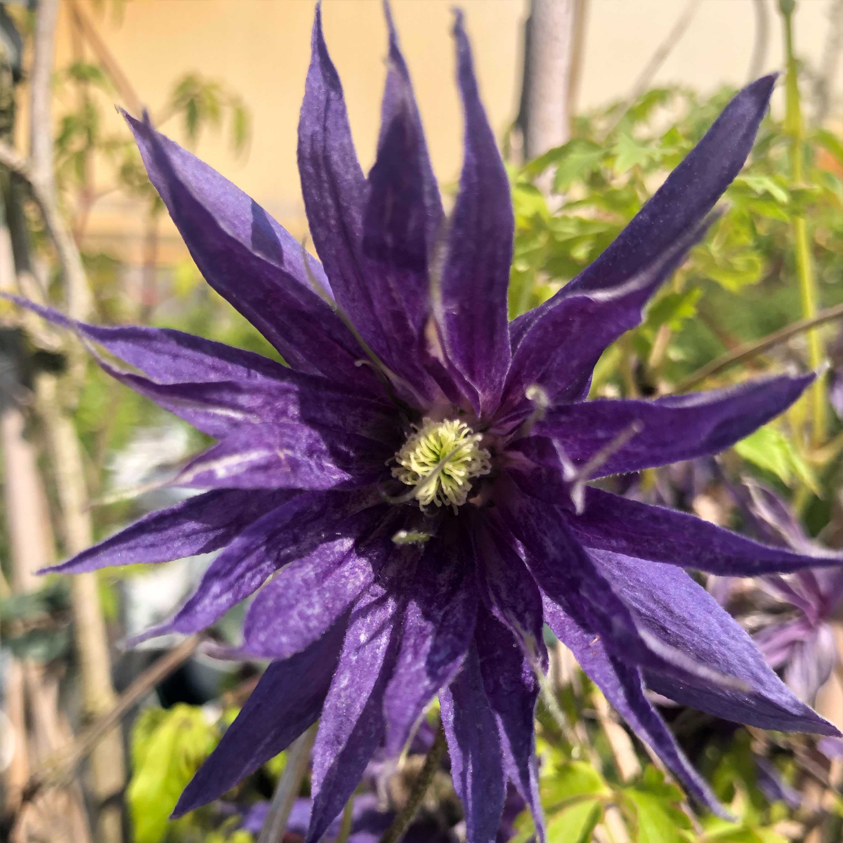 Waldrebe Spiky - Clematis