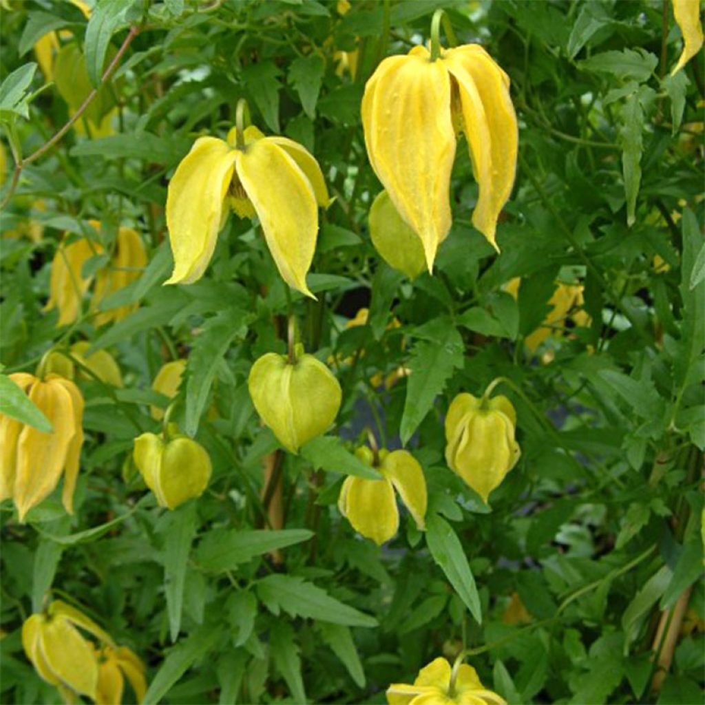 Clematis tangutica Aureolin - Gold-Waldrebe