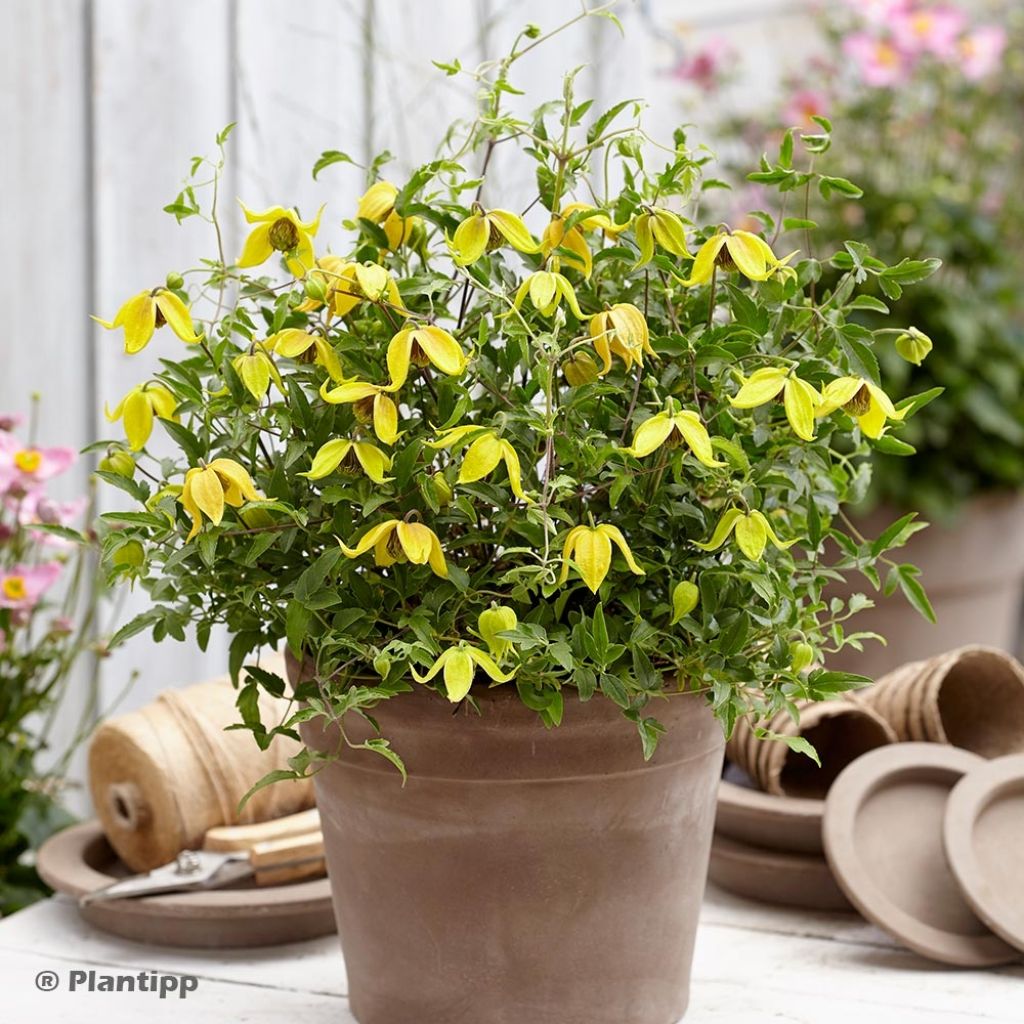 Clematis tangutica Little Lemons - Gold-Waldrebe