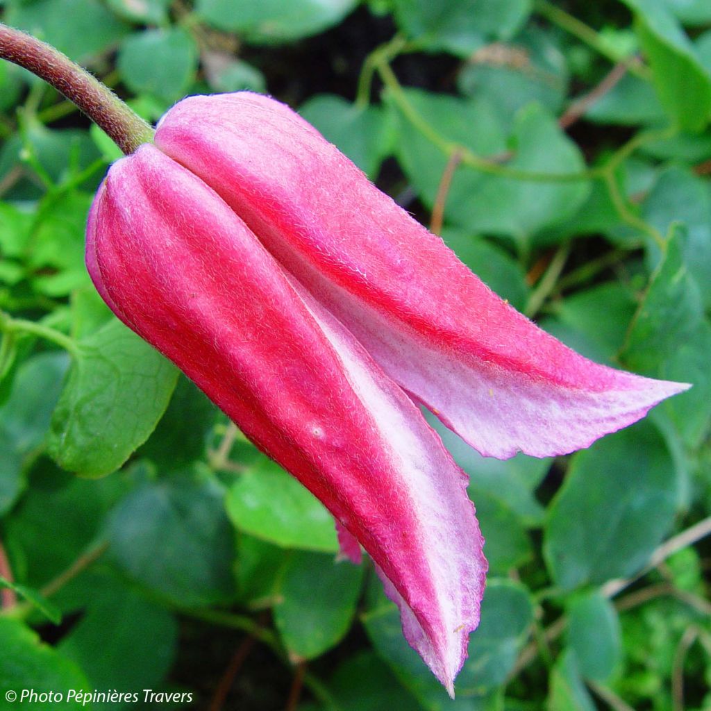 Clématite - Clematis texensis Queen Maxima